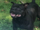 M&acirc;le Staffordshire Bull Terrier noir LOF disponible pour saillie