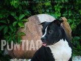 Robuste mâle Américan Staffordshire Terrier LOF, noir panaché blanc cherche des fiancées