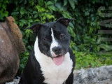 Robuste mâle Américan Staffordshire Terrier LOF, noir panaché blanc cherche des fiancées