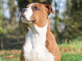 Robuste American Staffordshire Terrier mâle LOF, rouge panaché blanc, cherche sa moitié pour saillie
