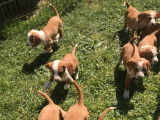 À vendre, deux chiots Chien Courant de Posavatz mâles de couleur feu et blanc (LOF)