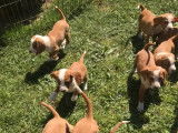 Vente de quatre chiots Chien Courant de Posavatz de couleur feu et blanc (LOF)