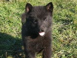 À vendre, deux chiots mâles Schipperke noirs (LOF)