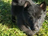 À vendre, deux chiots mâles Schipperke noirs (LOF)