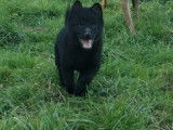 À vendre, deux chiots mâles Schipperke noirs (LOF)