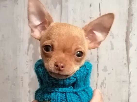 Chiot Chihuahua mâle, au pelage beige à poil court (non LOF), à vendre