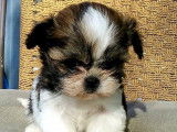 1 chiot mâle et 1 femelle de race Shih Tzu robe tricolore disponible à l'adoption
