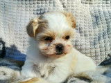 1 chiot mâle et 1 femelle de race Shih Tzu robe tricolore disponible à l'adoption
