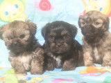 À vendre, chiots Lhassa Apso (LOF)