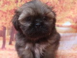 À vendre, chiots Lhassa Apso (LOF)