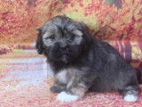 À vendre, chiots Lhassa Apso (LOF)