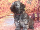 À vendre, chiots Lhassa Apso (LOF)