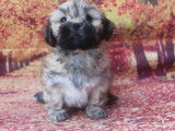 À vendre, chiots Lhassa Apso (LOF)