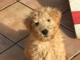 Vente d&rsquo;un chiot Lakeland Terrier m&acirc;le de couleur beige (LOF)