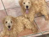Vente d&rsquo;un chiot Lakeland Terrier m&acirc;le de couleur beige (LOF)