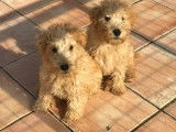 Vente d&rsquo;un chiot Lakeland Terrier m&acirc;le de couleur beige (LOF)