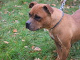 À vendre, chienne Staffordshire Bull Terrier de couleur marron et âgée de 5 ans (LOF)