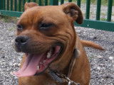 À vendre, chienne Staffordshire Bull Terrier de couleur marron et âgée de 5 ans (LOF)