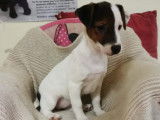 &Agrave; vendre, un chiot Jack Russel Terrier femelle tricolore (non LOF)