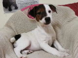 &Agrave; vendre, un chiot Jack Russel Terrier femelle tricolore (non LOF)