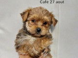 2 mâles de race Morkie robe fauve disponible à l'adoption
