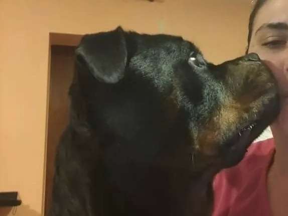 Chien Rottweiler mâle de 3 ans et demi LOF noir et feu à placer