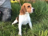 Vente de chien Beagle adulte tricolore LOF, de 2 à 4 ans