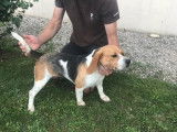 Vente de chien Beagle adulte tricolore LOF, de 2 à 4 ans