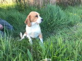 Chiots Beagle à vendre, mâles et femelles LOF