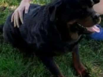 Femelle adulte de 4 ans Rottweiler noir et feu à vendre LOF
