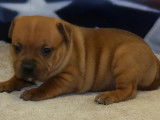 Chiots Staffordshire Bull Terrier fauves LOF à réserver, 2 mâle/3 femelles