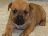 Chiots Staffordshire Bull Terrier fauves LOF à réserver, 2 mâle/3 femelles