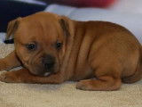Chiots Staffordshire Bull Terrier fauves LOF à réserver, 2 mâle/3 femelles
