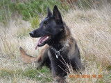 Saillie proposée avec un Berger Belge Malinois LOF