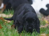 Un chiot mâle noir Cocker Anglais LOF à acheter