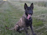 Saillie proposée avec un mâle Berger Belge Malinois LOF