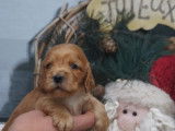 4 chiots mâles Cocker Anglais golden LOF à réserver