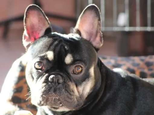 Un chien Bouledogue Français noir-tan non LOF d'un an et demi à vendre