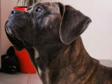 Une chienne Cane Corso bleue bringée d'un an demi non LOF à acheter