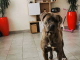 Une chienne Cane Corso bleue bringée d'un an demi non LOF à acheter