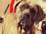 Une chienne Cane Corso bleue bringée d'un an demi non LOF à acheter