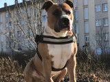 Mâle Amstaff disponible pour saillie