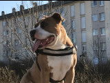 Mâle Amstaff disponible pour saillie
