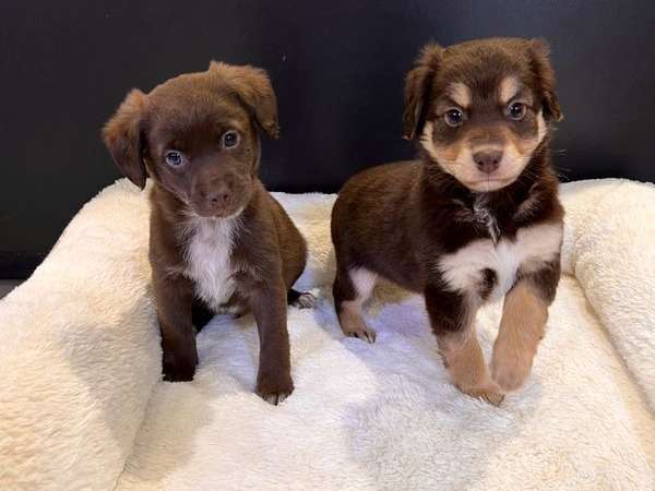 A vendre : 2 chiots Cocker croisés Labrador mâles chocolat non LOF