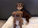 A vendre : 2 chiots Cocker croisés Labrador mâles chocolat non LOF