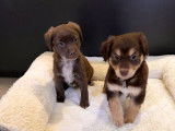 A vendre : 2 chiots Cocker croisés Labrador mâles chocolat non LOF