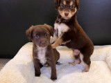 A vendre : 2 chiots Cocker croisés Labrador mâles chocolat non LOF