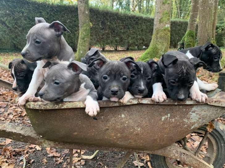 9 chiots American Staffordshire Terrier LOF à vendre