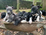 9 chiots American Staffordshire Terrier LOF à vendre