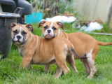Chiots m&acirc;les Bulldog Continental LOF &agrave; vendre